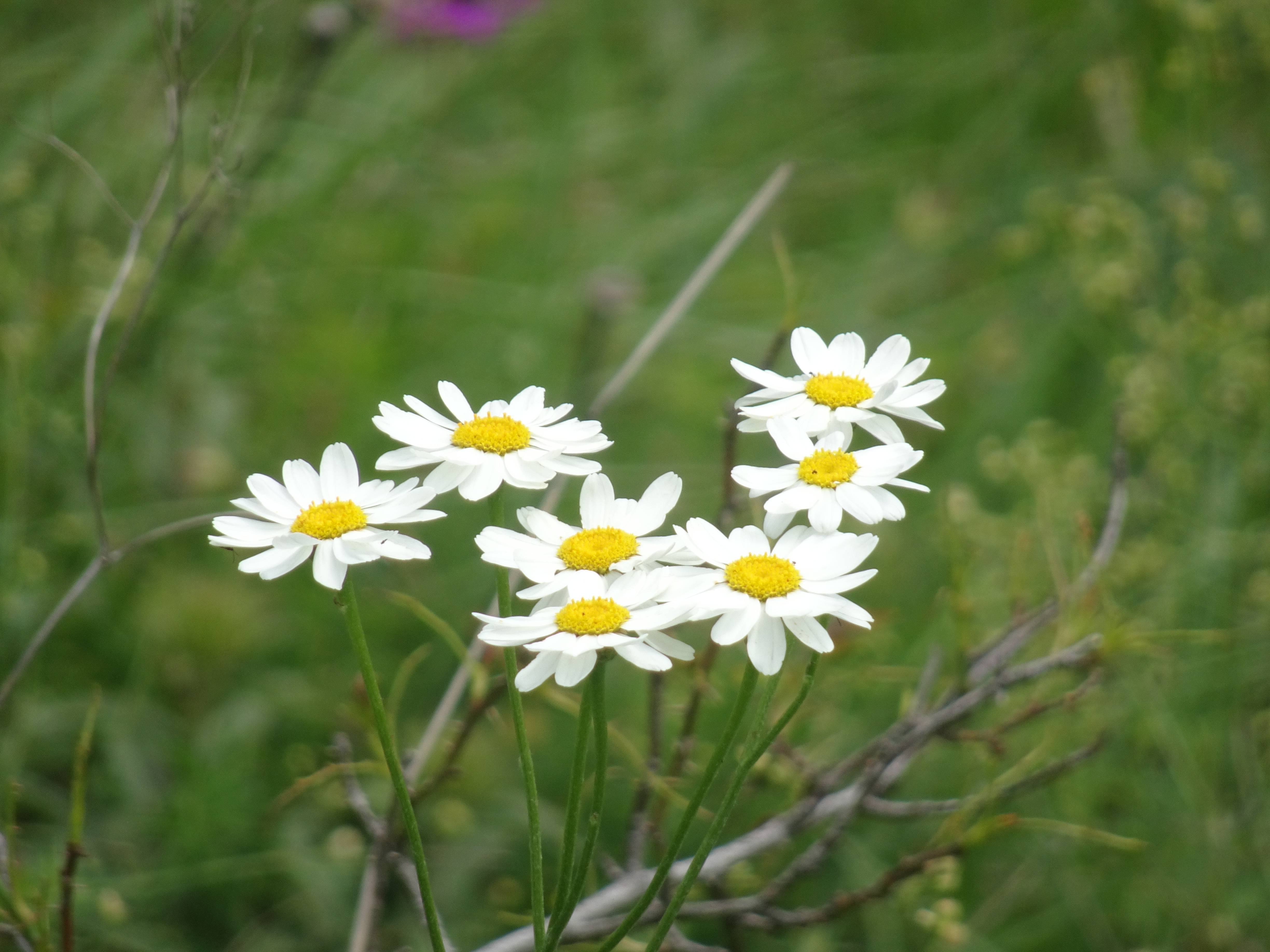 Kräuterwanderung Ebensträußige Margarite