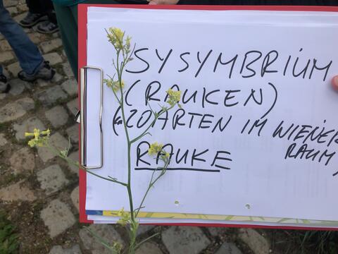 Botanische Exkursion Bild 2