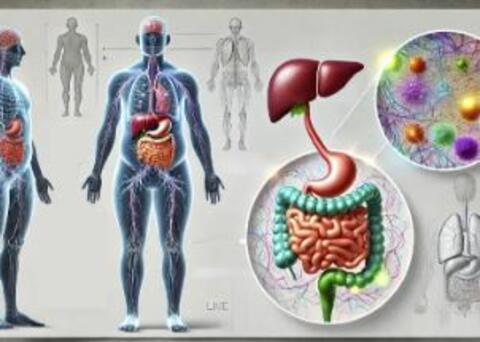 Grafische Darstellung innerer Organe im Körper